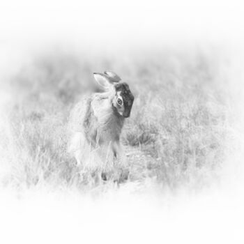 摄影 标题为“Poem for a Hare” 由Catherine Lefrancq, 原创艺术品, 数码摄影 安装在铝上