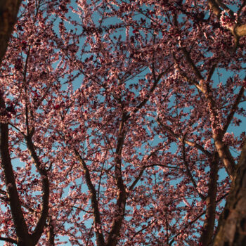 摄影 标题为“Cherry Blossoms. Tr…” 由Michael Lomiya, 原创艺术品, 操纵摄影