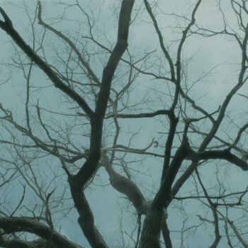 摄影 标题为“Bare Tree Branches…” 由Michael Lomiya, 原创艺术品, 电影摄影