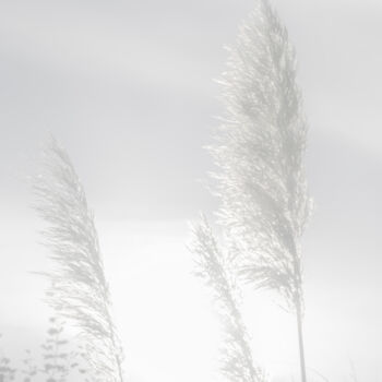 Photography titled "Pampas en plein été…" by Aurélien Comte, Original Artwork, Digital Photography