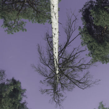 Fotografie getiteld "Birch Trees Against…" door Michael Lomiya, Origineel Kunstwerk, Film fotografie
