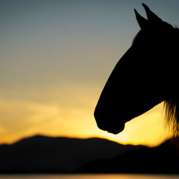 Photography titled "Twilight silhouette…" by Anou, Original Artwork, Non Manipulated Photography