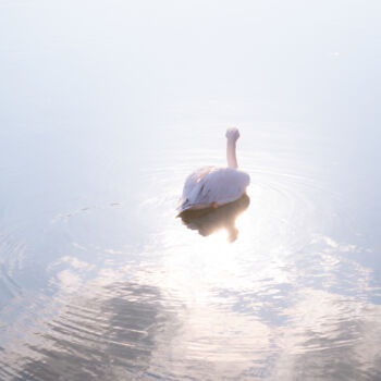 Photographie intitulée "Pelican Mirrored Wa…" par Michael Lomiya, Œuvre d'art originale, Photographie argentique