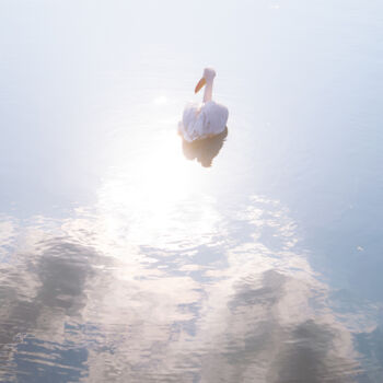 摄影 标题为“A White Pelican In…” 由Michael Lomiya, 原创艺术品, 电影摄影