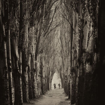 Φωτογραφία με τίτλο "Alley of poplars." από Andriy Solovyov, Αυθεντικά έργα τέχνης, Ψηφιακή φωτογραφία