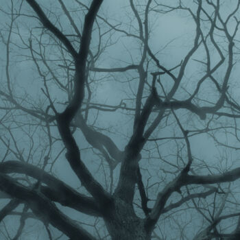 Fotografie getiteld "Bare Tree In Fog An…" door Michael Lomiya, Origineel Kunstwerk, Film fotografie