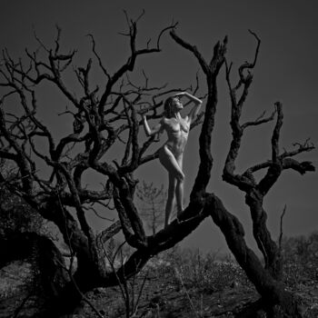 Witch Tree
