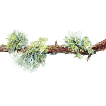 제목이 "Forest lichen"인 미술작품 Olena Zhylenko로, 원작, 수채화