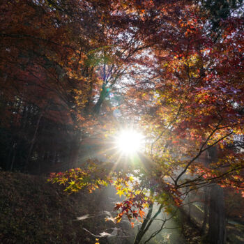 Photographie intitulée "Autumn foliage of t…" par Svalvald Photo, Œuvre d'art originale, Photographie numérique