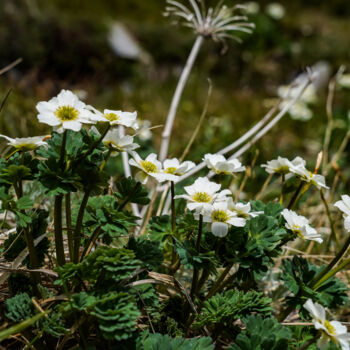 Photography titled "kitadakesou" by Svalvald Photo, Original Artwork, Digital Photography