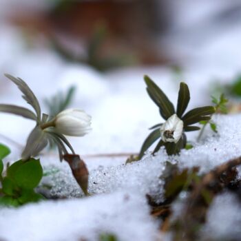 Photographie intitulée "The snow and setsub…" par Svalvald Photo, Œuvre d'art originale, Photographie numérique