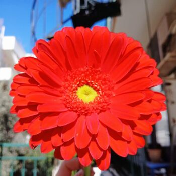 Photography titled "Red Gerbera" by Evanthia Ralliou, Original Artwork, Digital Photography