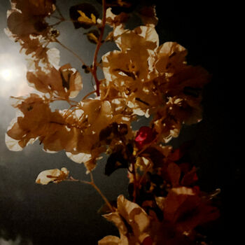 Druckgrafik mit dem Titel "Full moon flowers 4…" von Claudia Hagn, Original-Kunstwerk, Nicht bearbeitete Fotografie Auf Keil…