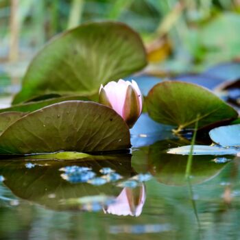 Фотография под названием "September lily" - Andrea Gruber, Подлинное произведение искусства, Цифровая фотография