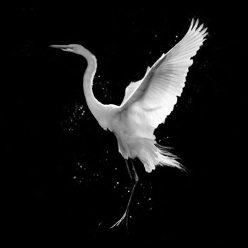 Photography titled "01 Jeté Entrelacé" by Photospoon, Original Artwork, Digital Photography