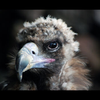 "Oiseau #001" başlıklı Fotoğraf Olivier Pitrat tarafından, Orijinal sanat, Fotoşopsuz fotoğraf