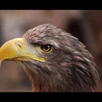 "Oiseau #002" başlıklı Fotoğraf Olivier Pitrat tarafından, Orijinal sanat, Dijital Fotoğrafçılık