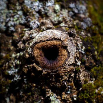 Photography titled "The eye of the tree" by Anou, Original Artwork, Non Manipulated Photography