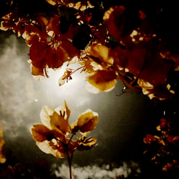 Druckgrafik mit dem Titel "Full moon flowers 6…" von Claudia Hagn, Original-Kunstwerk, Digitale Fotografie Auf Keilrahmen au…