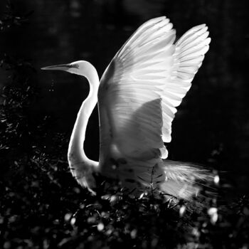 Photography titled "25 Soubresaut" by Photospoon, Original Artwork, Digital Photography