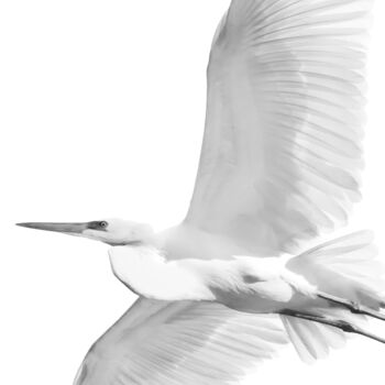 Photography titled "29 Tendu en l’air" by Photospoon, Original Artwork, Digital Photography