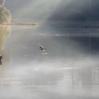 Photography titled "Vol Doux" by Photospoon, Original Artwork, Digital Photography