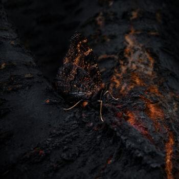 Fotografie mit dem Titel "Black Butterfly Wit…" von Michael Lomiya, Original-Kunstwerk, Manipulierte Fotografie