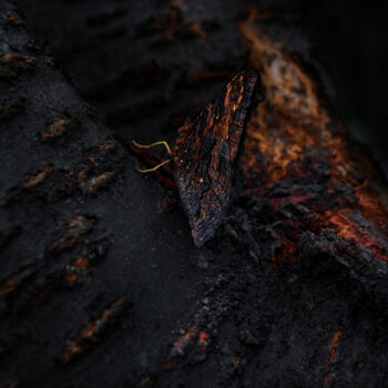 Fotografía titulada "Black Butterfly Wit…" por Michael Lomiya, Obra de arte original, Fotografía manipulada