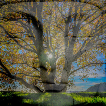 Photography titled "Bouddha Tree" by Frederic Bos, Original Artwork, Manipulated Photography