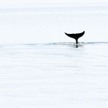 Photography titled "Dolphin Tales" by Photospoon, Original Artwork, Digital Photography