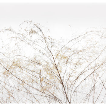 Fotografie getiteld "Delicate Branches" door Photospoon, Origineel Kunstwerk, Digitale fotografie