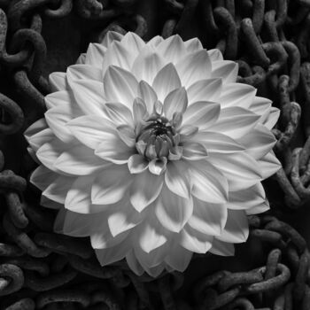 Photography titled "Dahlia & Chains-The…" by Ted Morrison, Original Artwork, Digital Photography