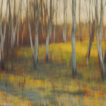 제목이 "Birch meadow"인 사진 Alesiamax로, 원작, 디지털 나무 들것 프레임에 장착됨