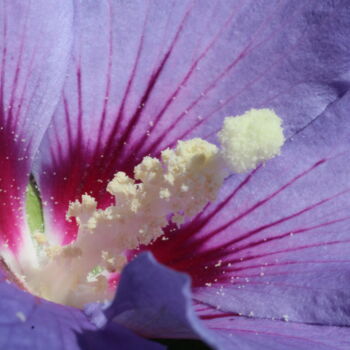 "Pistil de l'hibiscus" başlıklı Fotoğraf Marc Godard tarafından, Orijinal sanat, Dijital Fotoğrafçılık