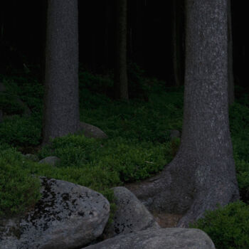 摄影 标题为“Hidden Trees II (fr…” 由Junus Aspassi, 原创艺术品, 数字打印
