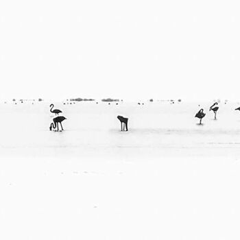 Photography titled "Camargue II" by Le Bog, Original Artwork, Digital Photography Mounted on Metal