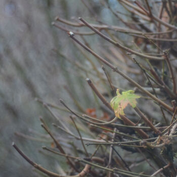 Fotografie getiteld "The last leaf of th…" door John Furnes, Origineel Kunstwerk, Digitale fotografie