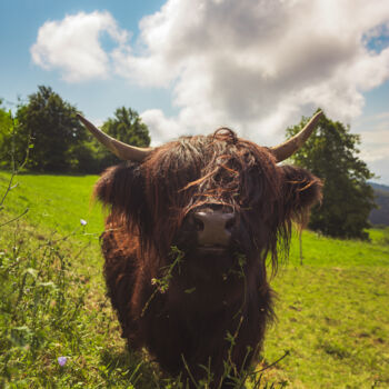 Photography titled "Black highland cow…" by Patrik Lovrin, Original Artwork, Digital Photography