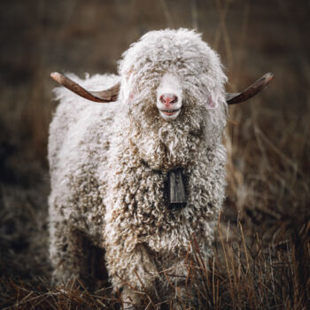 Photographie intitulée "Le mouton bouclé" par Loïc Cancade, Œuvre d'art originale, Photographie numérique