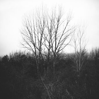 Fotografie mit dem Titel "Arboles en invierno…" von Nicolas Giannatasio, Original-Kunstwerk, Digitale Fotografie