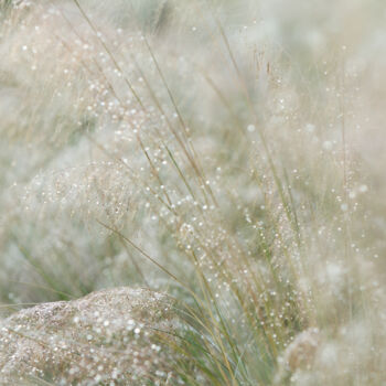 Photography titled "White Muhly 8901" by Photospoon, Original Artwork, Digital Photography