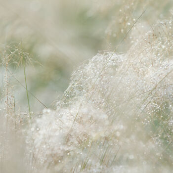 Photography titled "White Muhly 8905" by Photospoon, Original Artwork, Digital Photography
