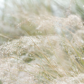 Φωτογραφία με τίτλο "White Muhly 8909" από Photospoon, Αυθεντικά έργα τέχνης, Ψηφιακή φωτογραφία