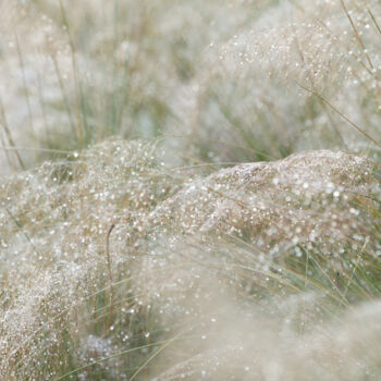 Photography titled "White Muhly 8897" by Photospoon, Original Artwork, Digital Photography