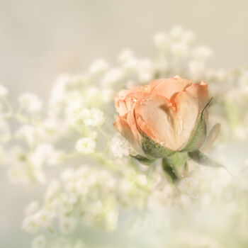 Photography titled "Rose Dew 1" by Photospoon, Original Artwork, Digital Photography