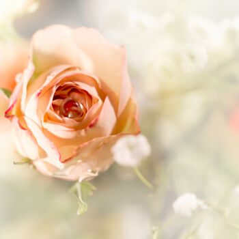 Photography titled "Rose Dew 2" by Photospoon, Original Artwork, Digital Photography