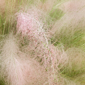 Photography titled "Pink Muhly 1" by Photospoon, Original Artwork, Digital Photography