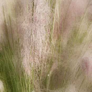 Photography titled "Pink Muhly 2" by Photospoon, Original Artwork, Digital Photography