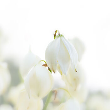 Photography titled "Ghost Lily in Mist" by Photospoon, Original Artwork, Digital Photography