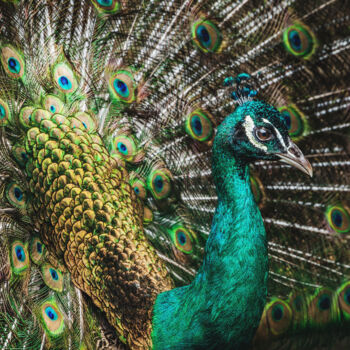 Photographie intitulée "Paon spicifère" par Loïc Cancade, Œuvre d'art originale, Photographie numérique
